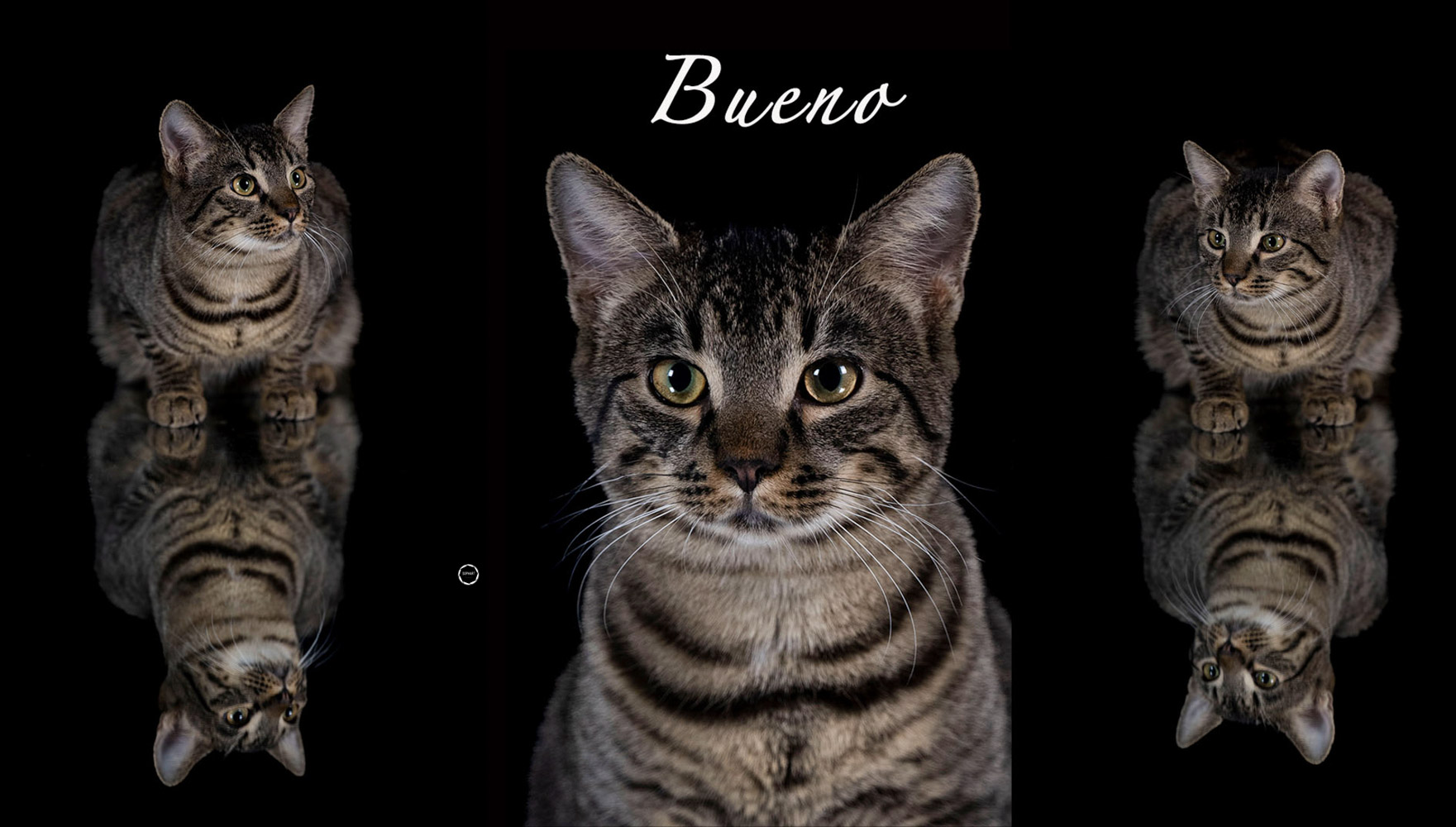 Sophart Photography Katzen Fotoshooting Angebote