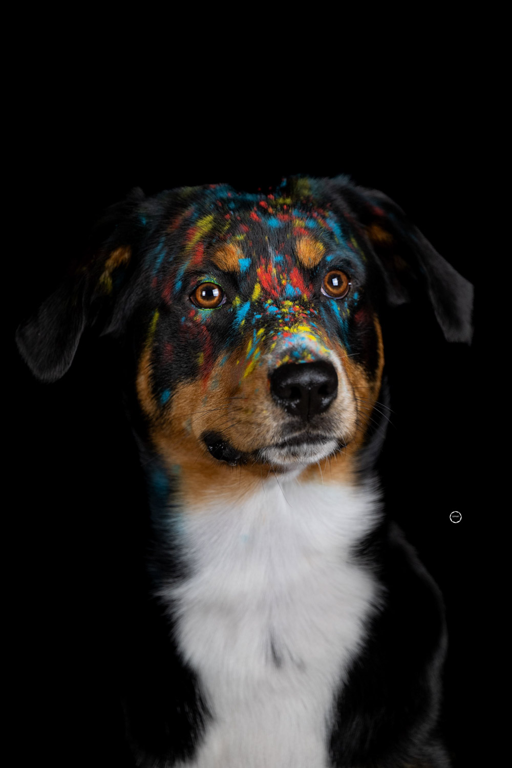 Sophart Photography Hunde Fotografie im Studio