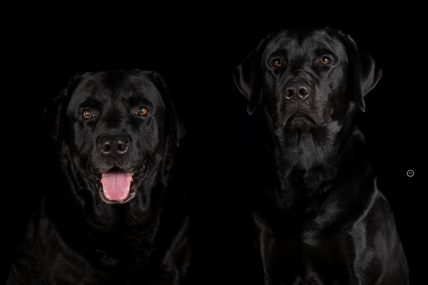 Sophart Photography Hunde Fotografie im Studio