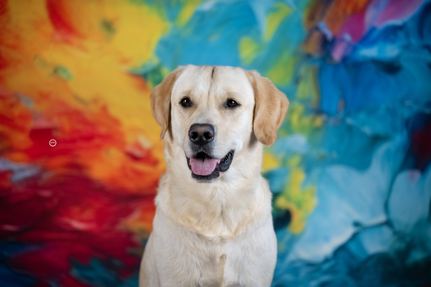 Sophart Photography Hunde Fotografie im Studio