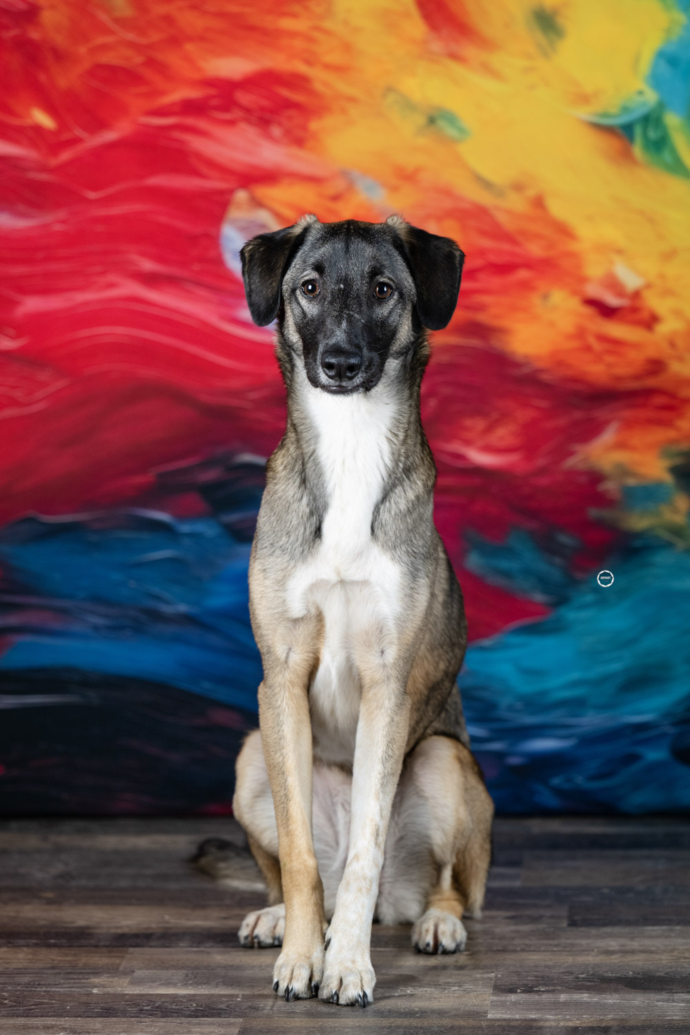 Sophart Photography Hunde Fotografie im Studio