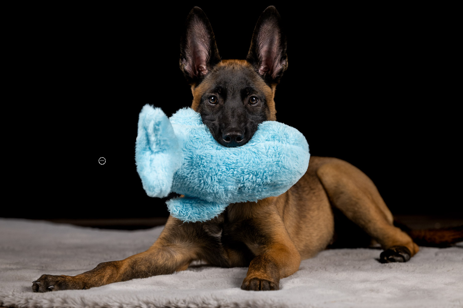 Sophart Photography Hunde Fotografie im Studio