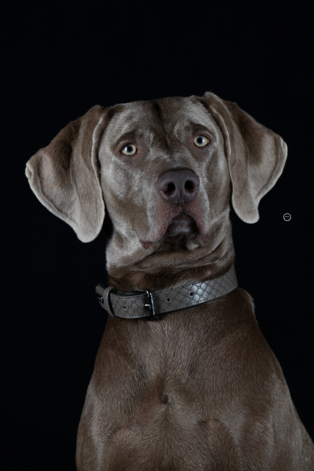 Sophart Photography Hunde Fotografie im Studio