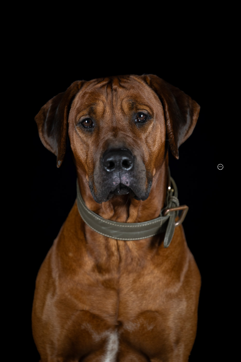 Sophart Photography Hunde Fotografie im Studio