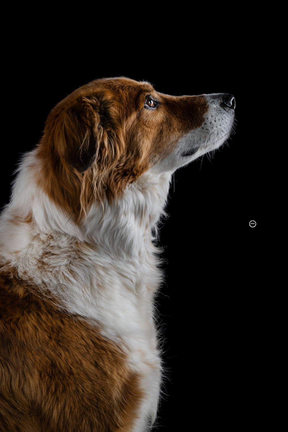 Sophart Photography Hunde Fotografie im Studio