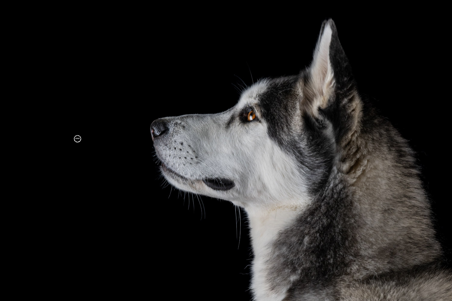 Sophart Photography Hunde Fotografie im Studio