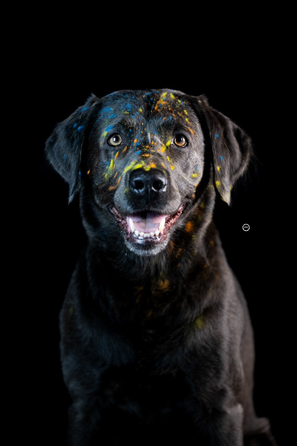 Sophart Photography Hunde Fotografie im Studio