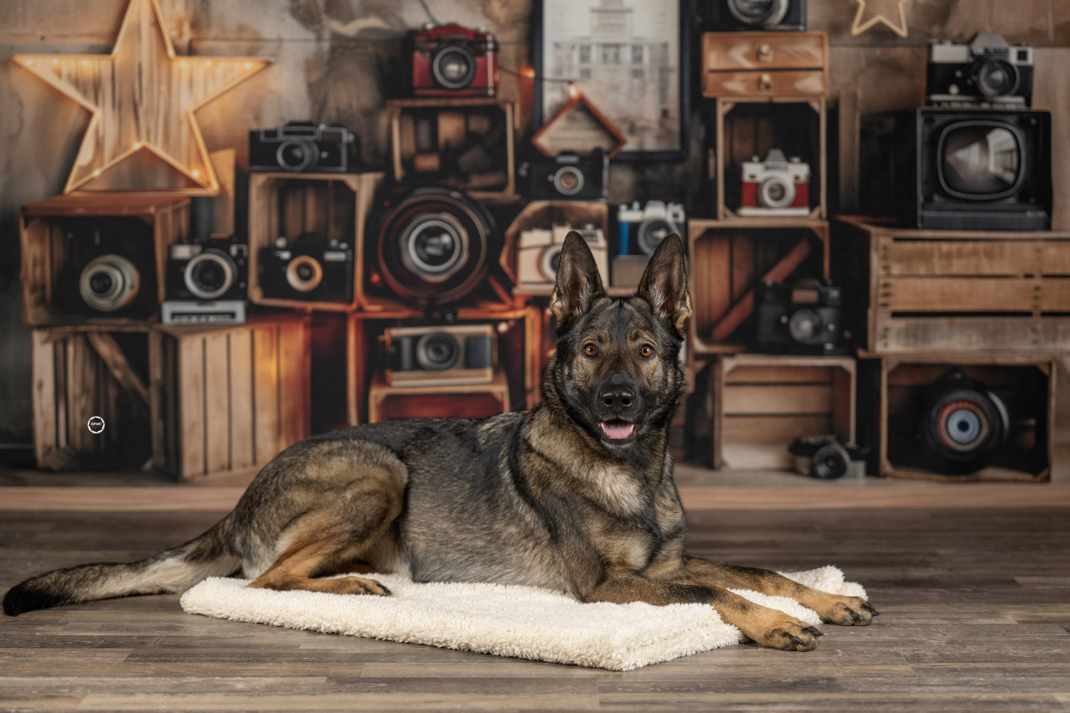 Sophart Photography Hunde Fotografie im Studio