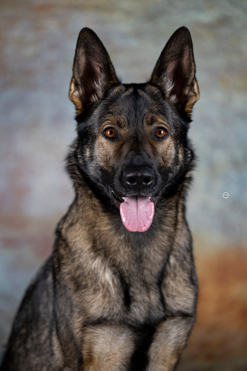 Sophart Photography Hunde Fotografie im Studio