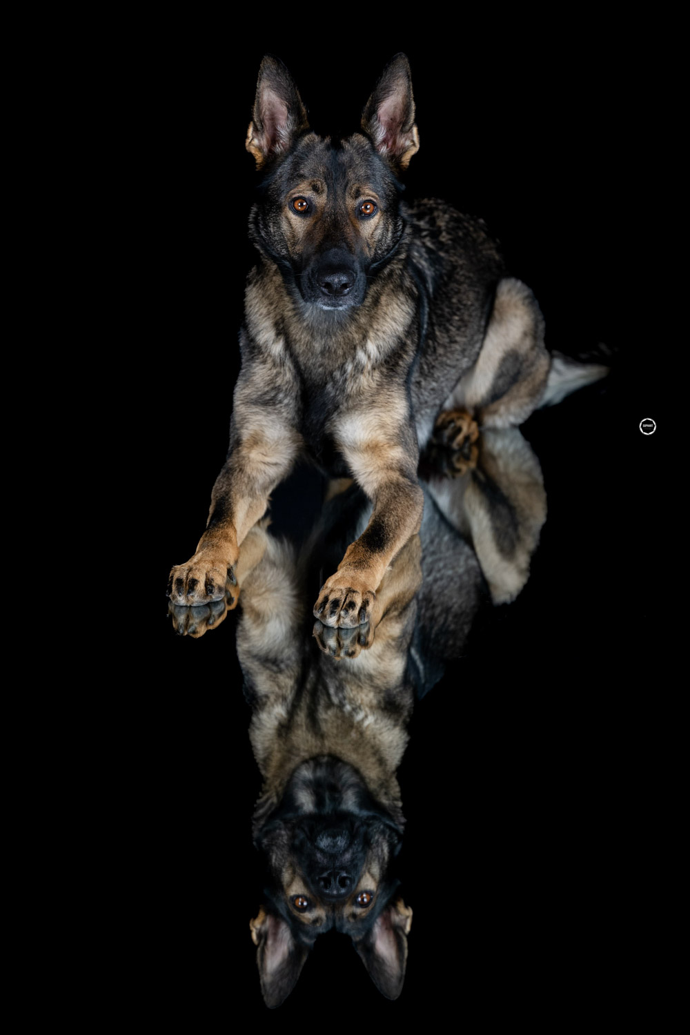 Sophart Photography Hunde Fotografie im Studio