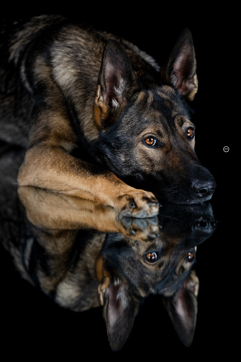 Sophart Photography Hunde Fotografie im Studio