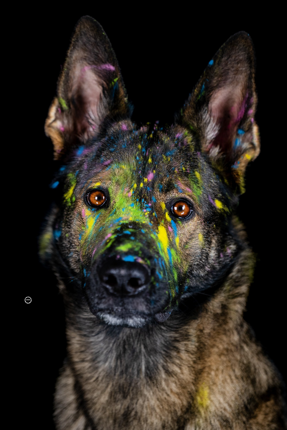 Sophart Photography Hunde Fotografie im Studio