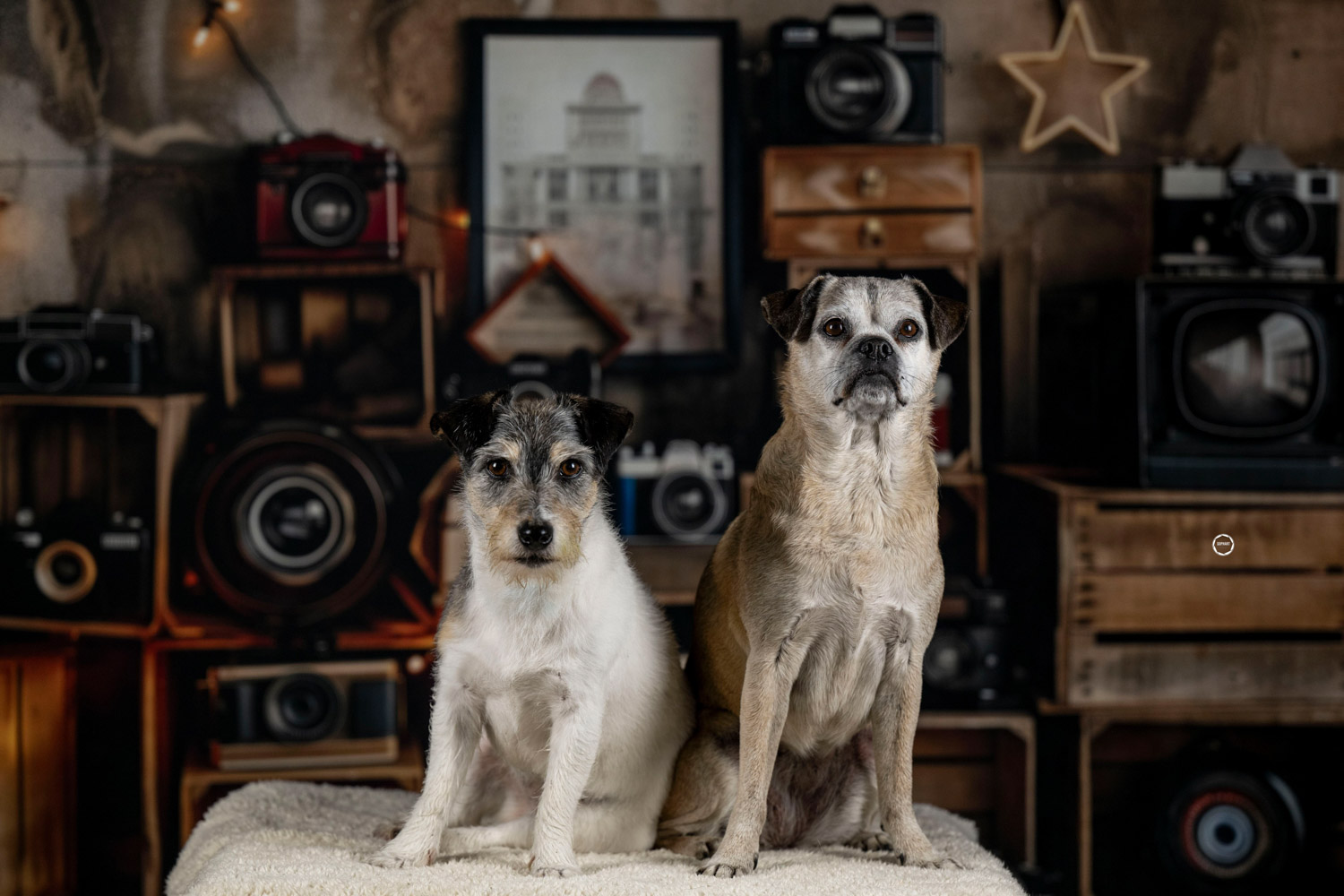 Sophart Photography Hunde Fotografie im Studio