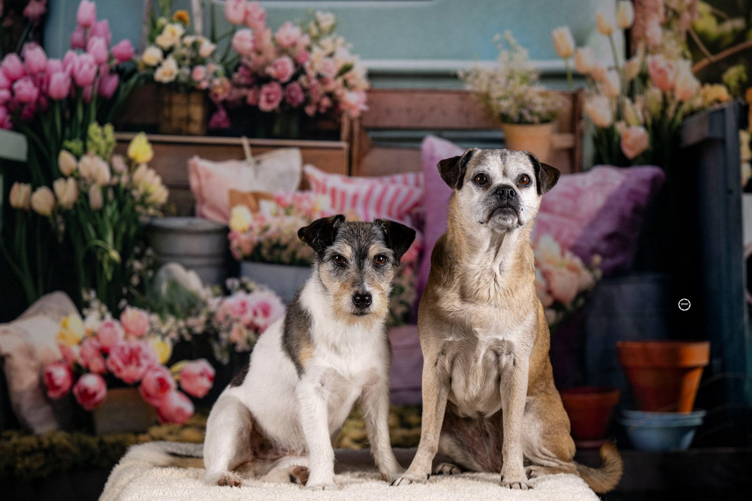 Sophart Photography Hunde Fotografie im Studio