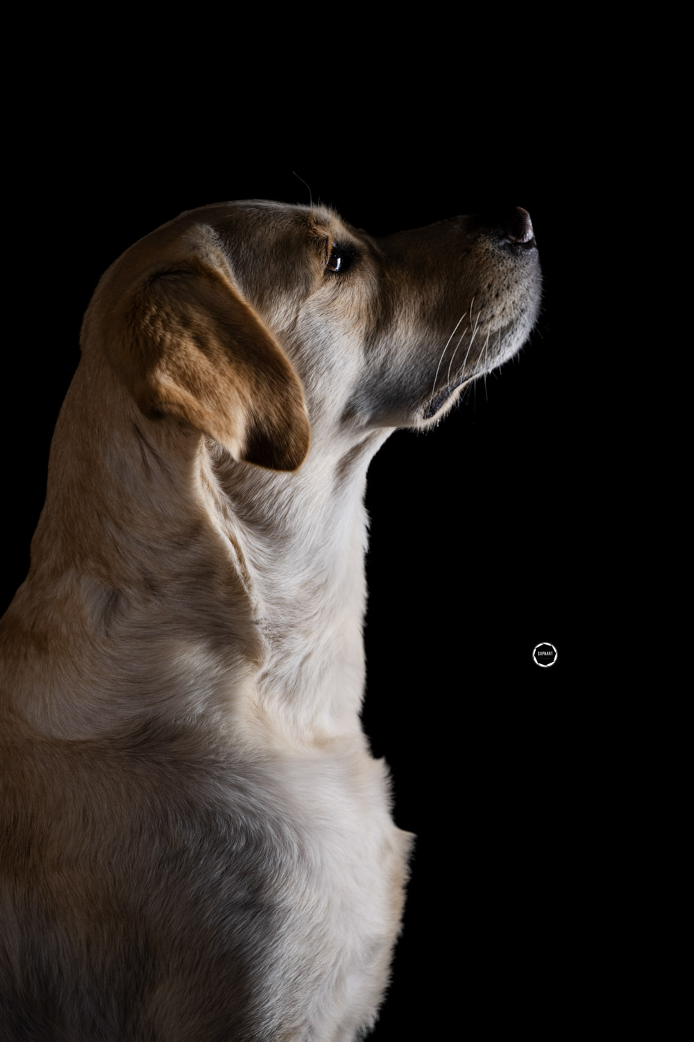 Sophart Photography Hunde Fotografie im Studio