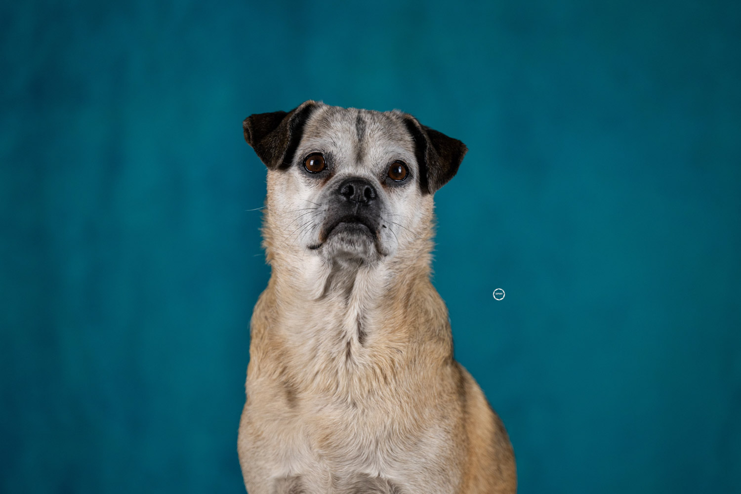 Sophart Photography Hunde Fotografie im Studio