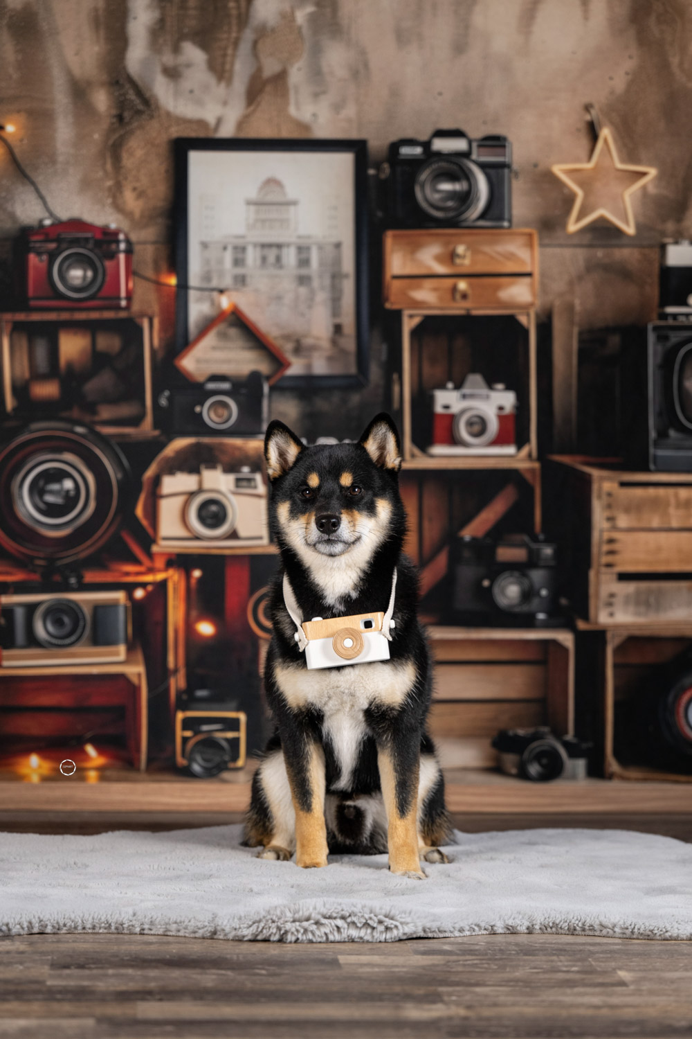 Sophart Photography Hunde Fotografie im Studio