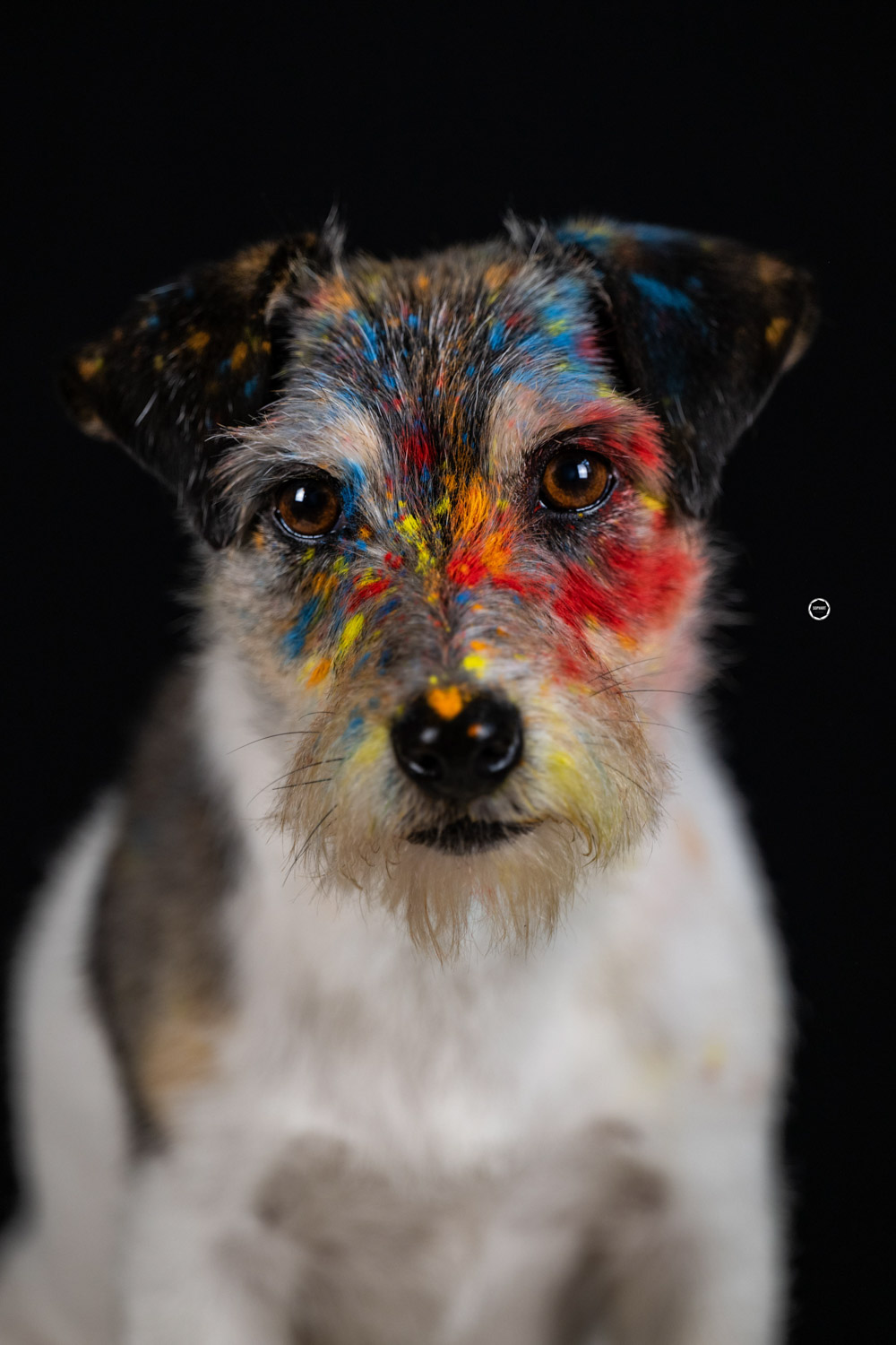 Sophart Photography Hunde Fotografie im Studio Holi Farben