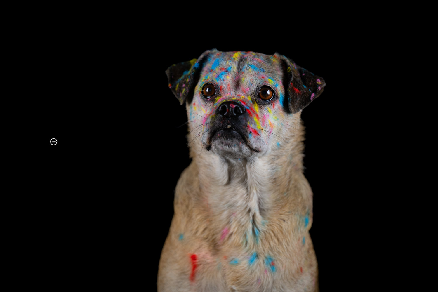 Sophart Photography Hunde Fotografie im Studio Holi Farben