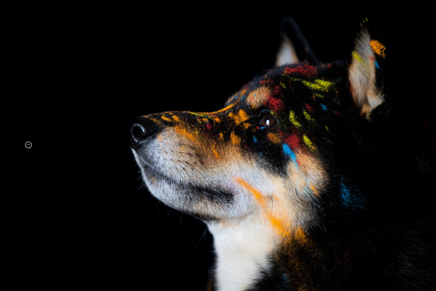 Sophart Photography Hunde Fotografie im Studio