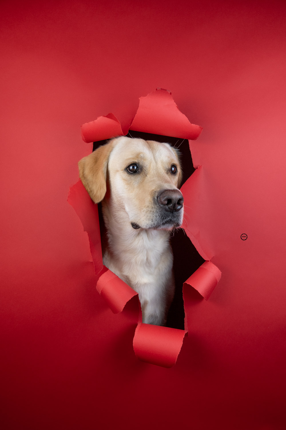 Sophart Photography Hunde Fotografie im Studio