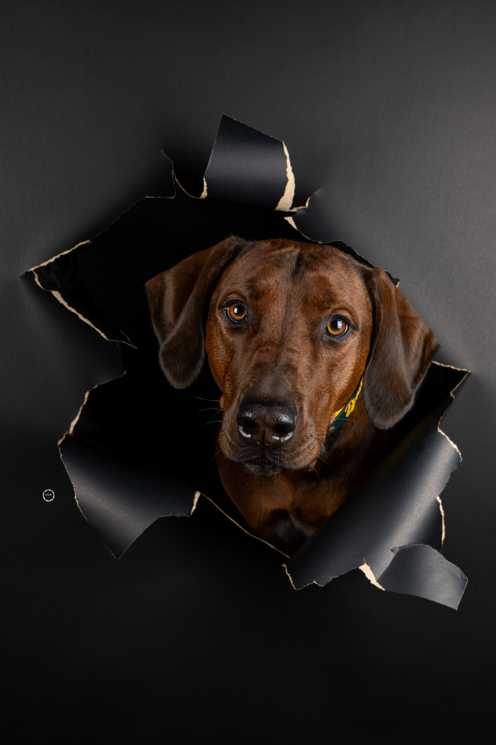 Sophart Photography Hunde Fotografie im Studio