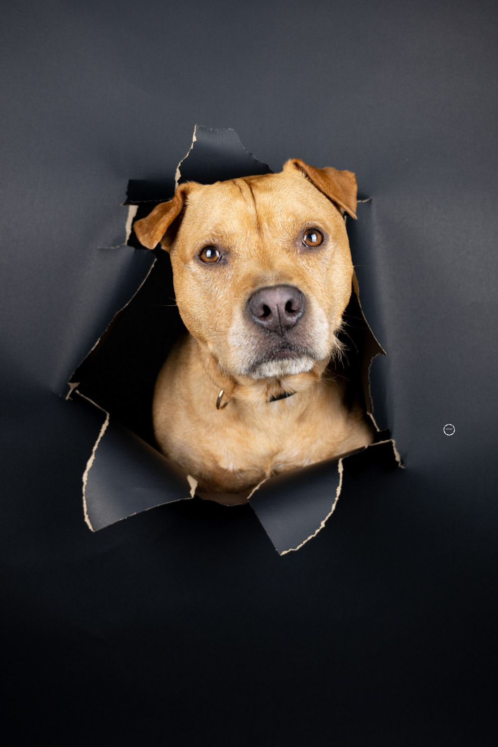 Sophart Photography Hunde Fotografie im Studio