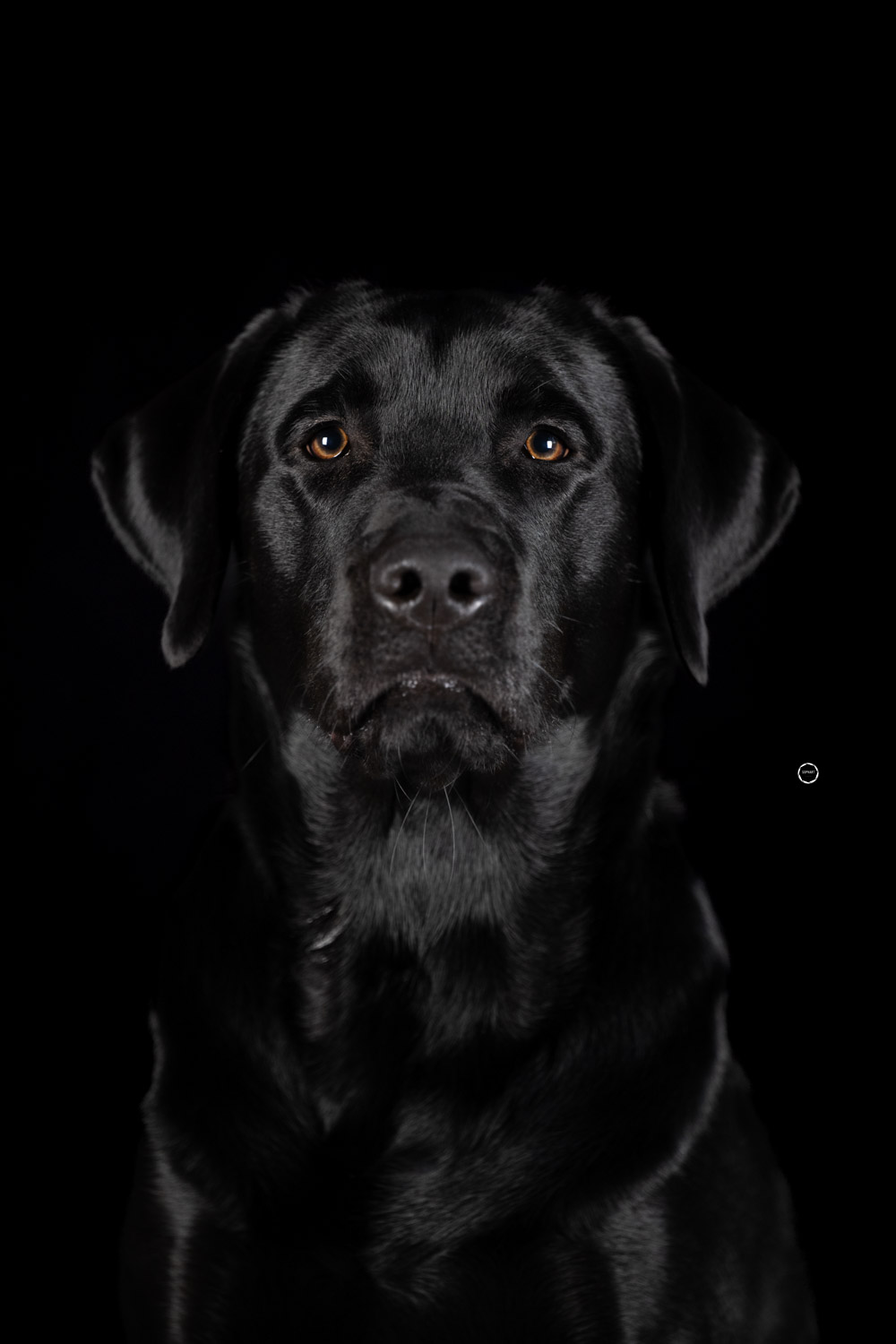 Sophart Photography Hunde Fotografie im Studio