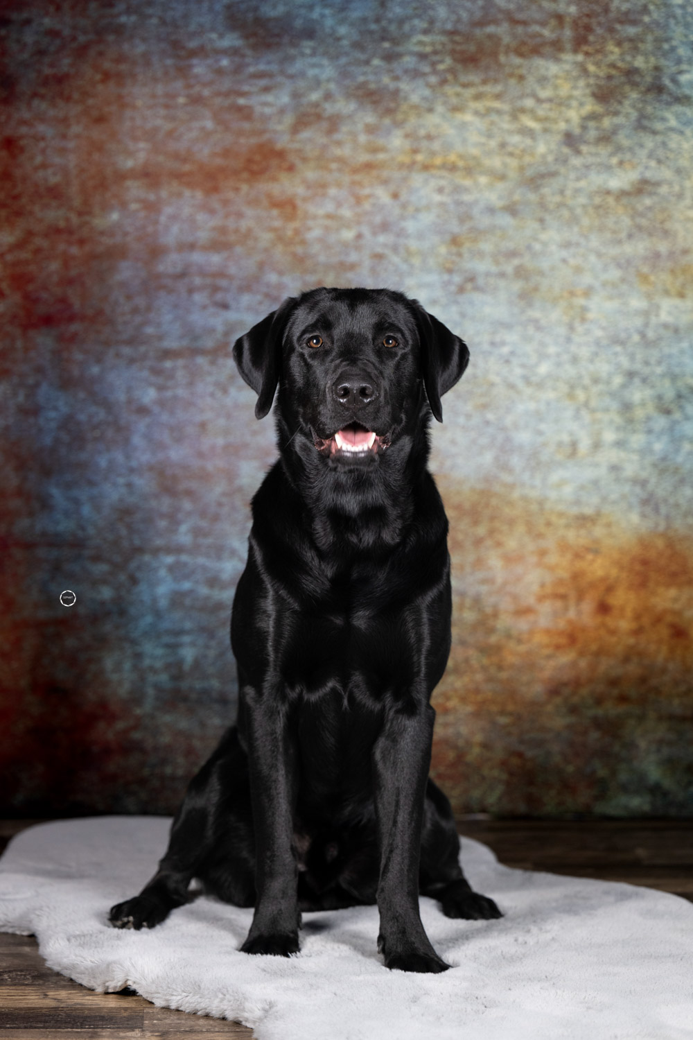 Sophart Photography Hunde Fotografie im Studio