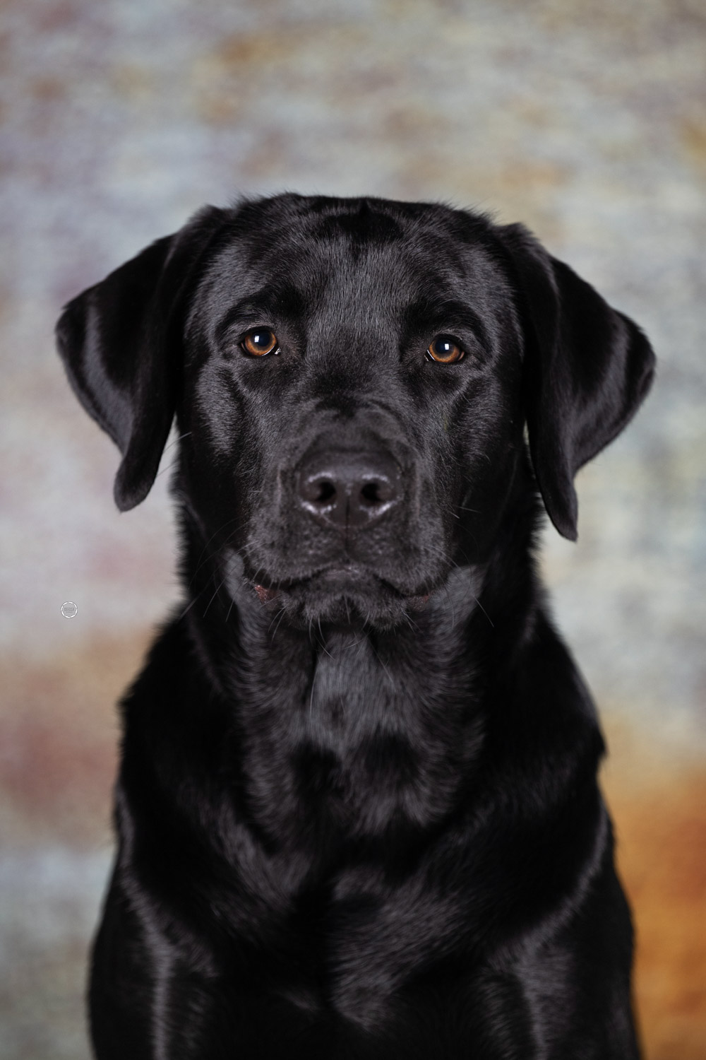 Sophart Photography Hunde Fotografie im Studio