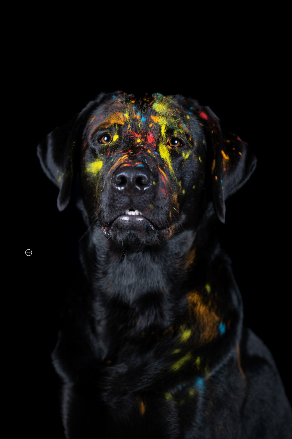 Sophart Photography Hunde Fotografie im Studio