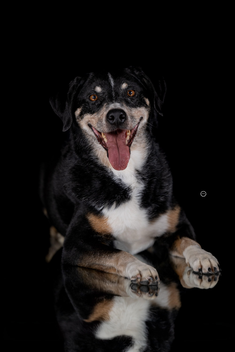 Sophart Photography Hunde Fotografie im Studio