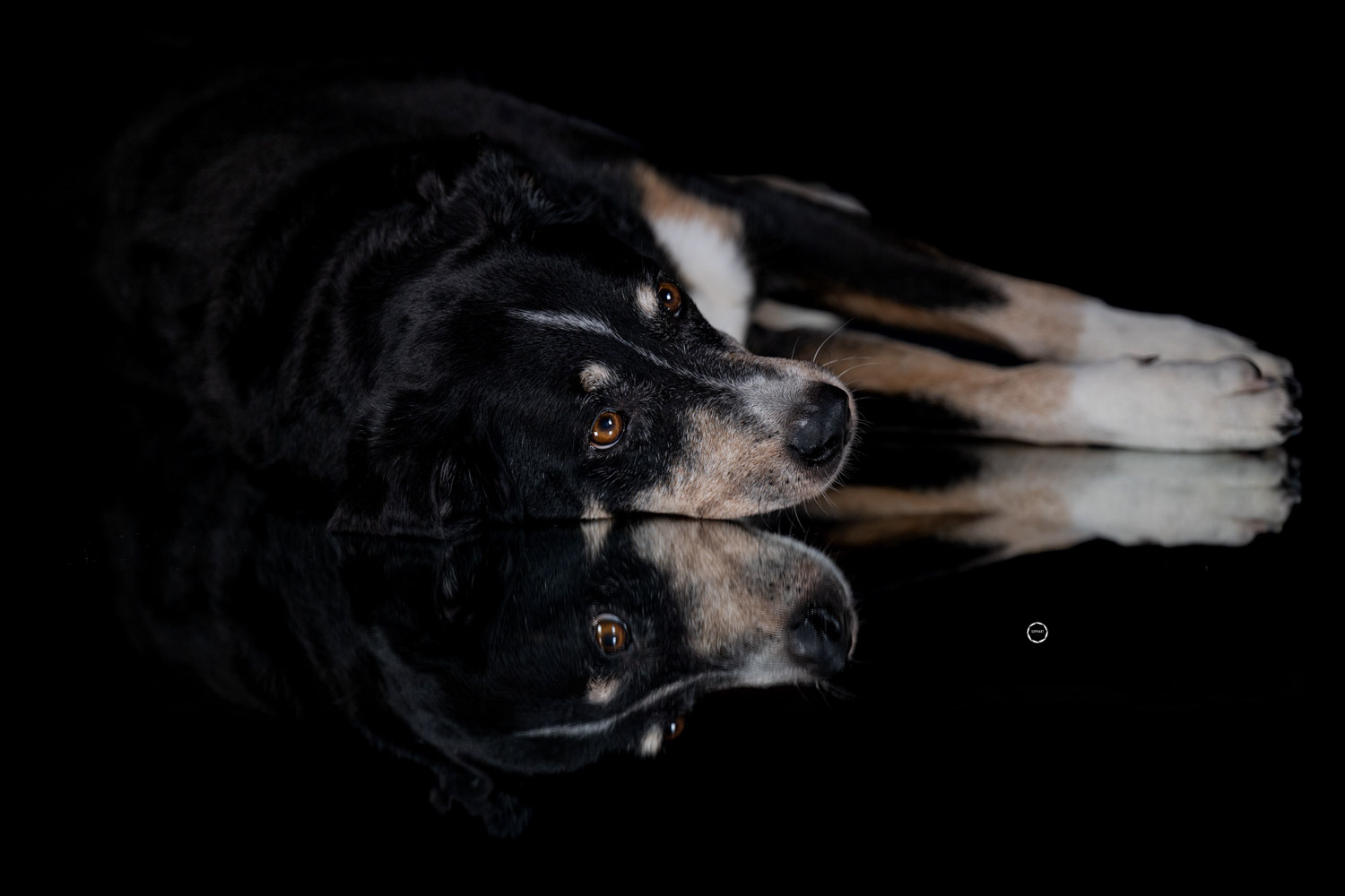 Sophart Photography Hunde Fotografie im Studio