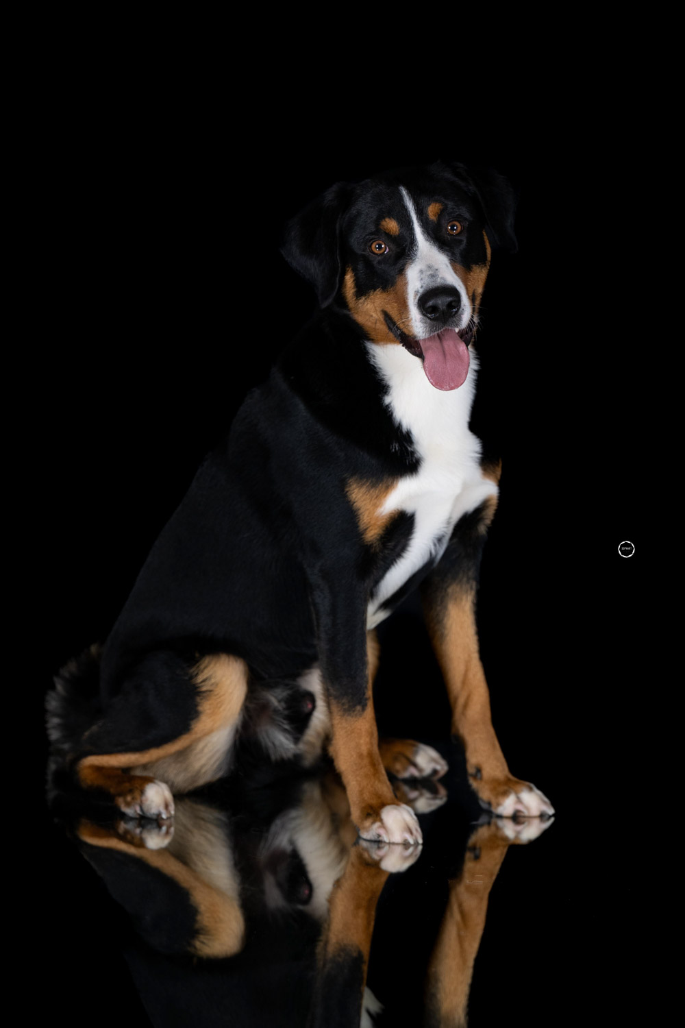 Sophart Photography Hunde Fotografie im Studio