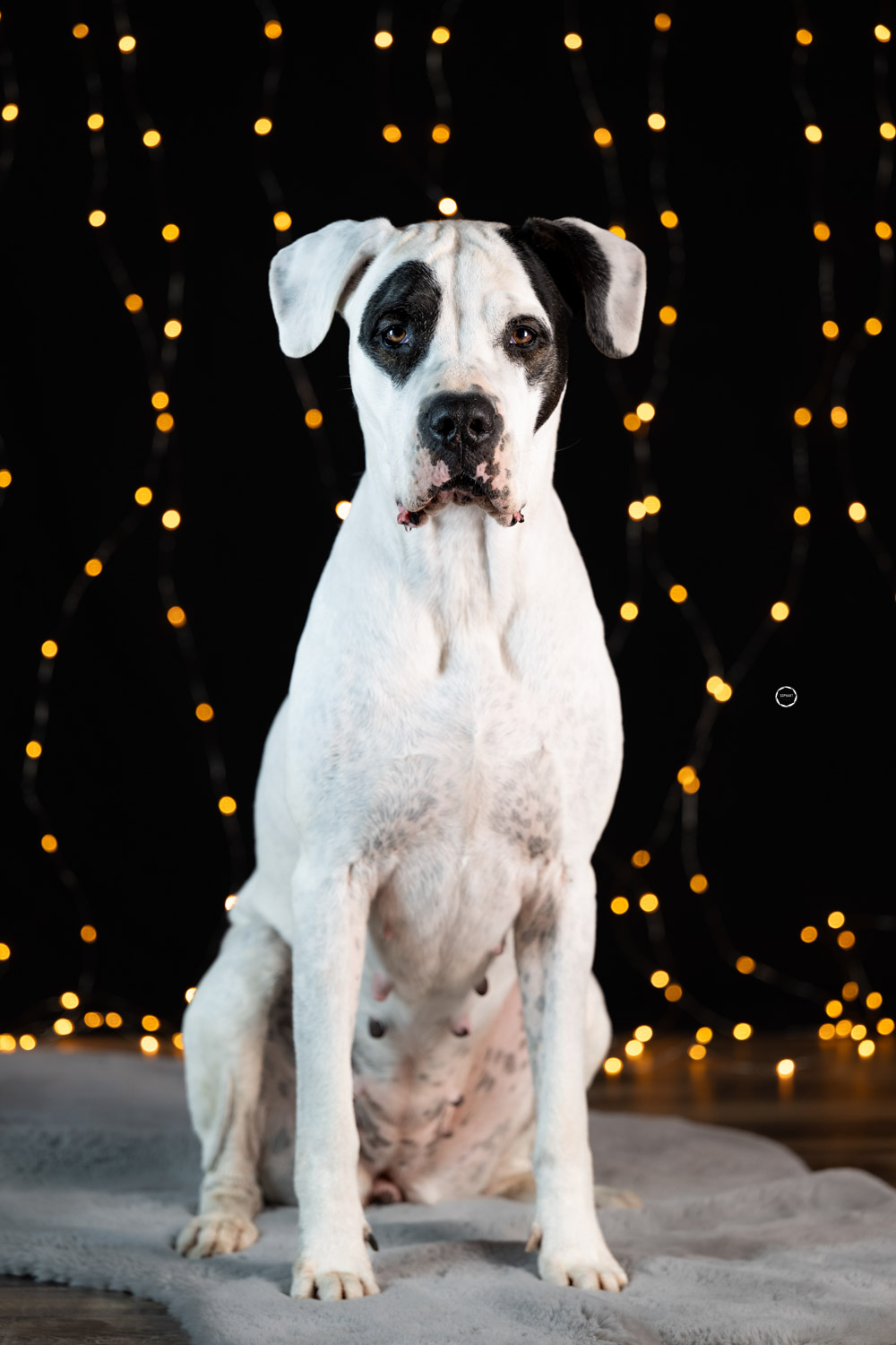 Sophart Photography Hunde Fotografie im Studio