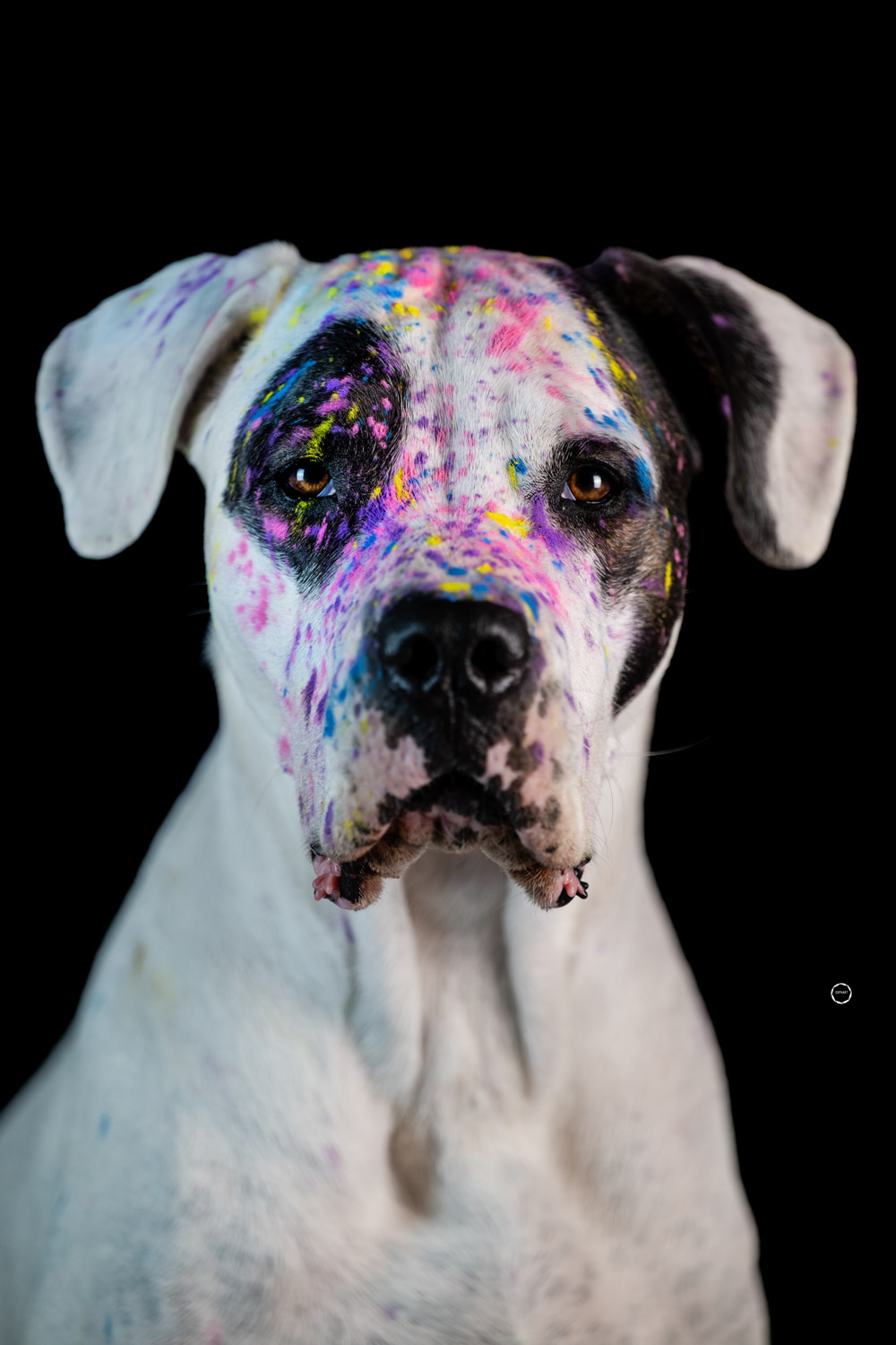 Sophart Photography Hunde Fotografie im Studio