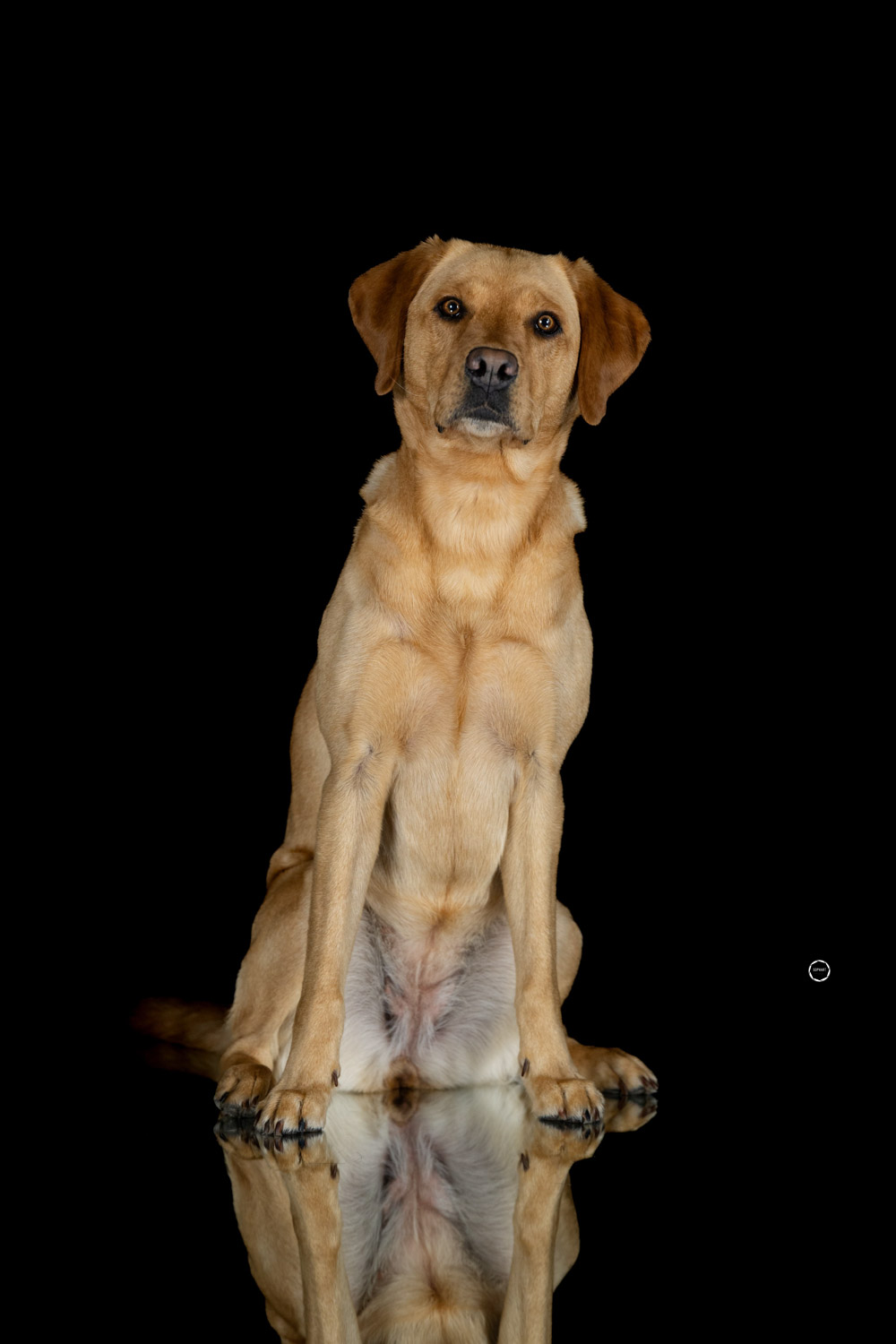 Sophart Photography Hunde Fotografie im Studio