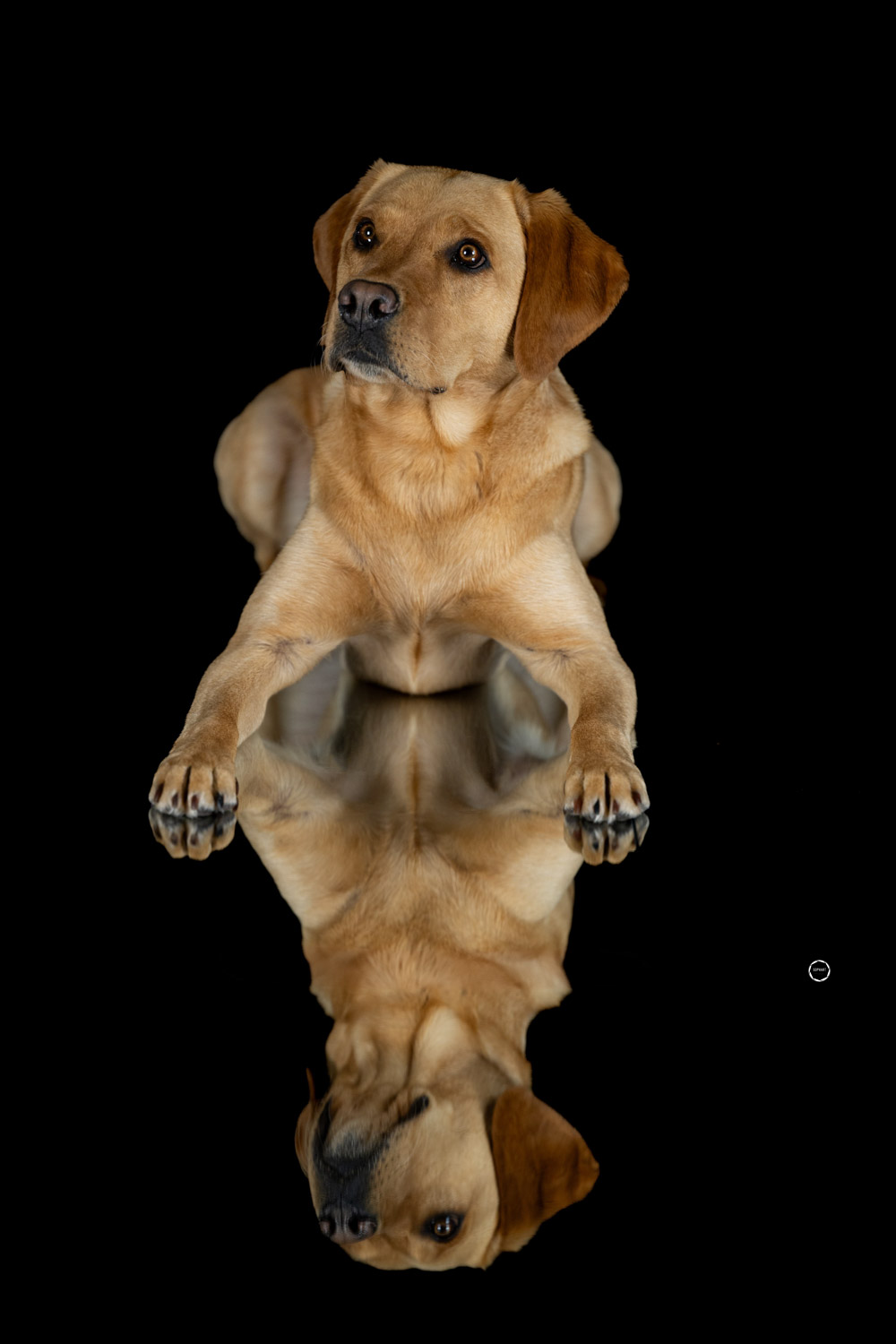 Sophart Photography Hunde Fotografie im Studio