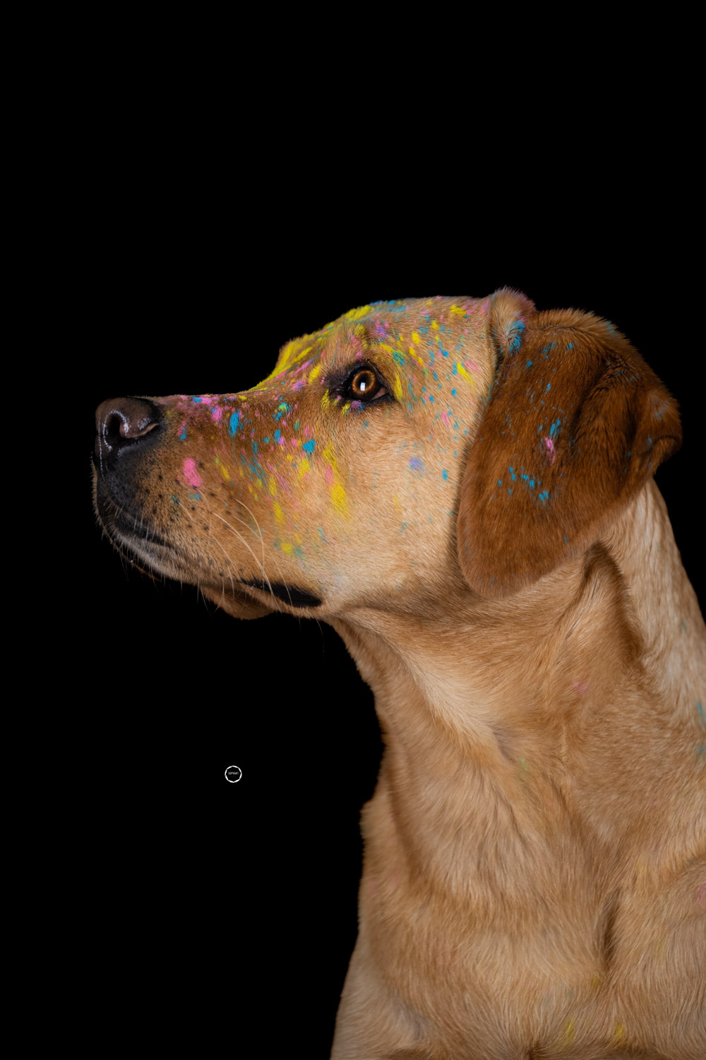 Sophart Photography Hunde Fotografie im Studio