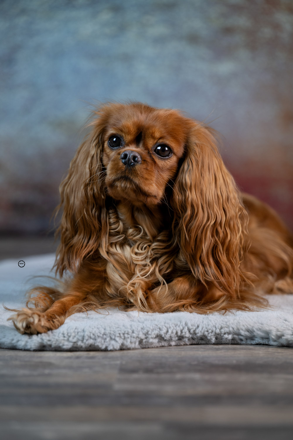 Sophart Photography Hunde Fotografie im Studio