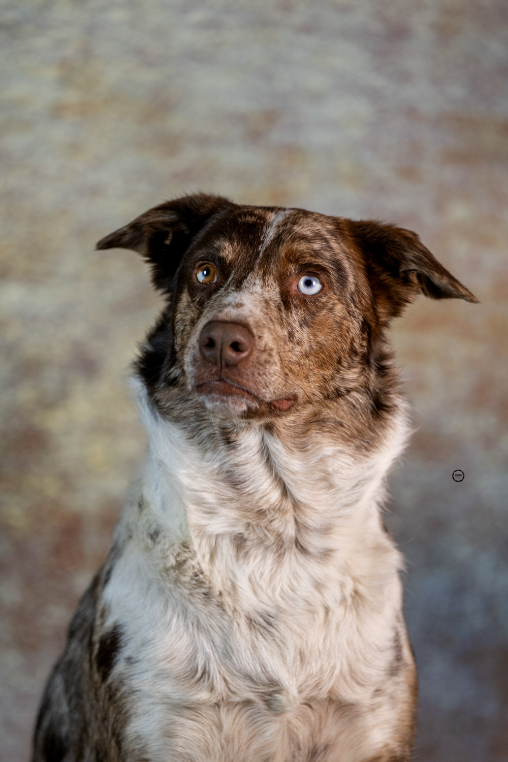 Sophart Photography Hunde Fotografie im Studio