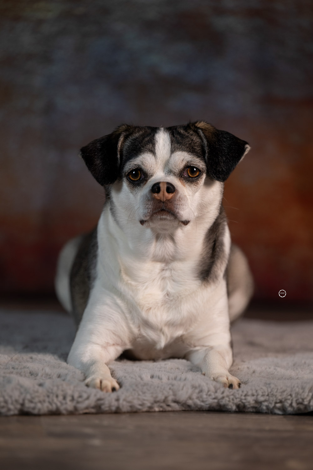 Sophart Photography Hunde Fotografie im Studio