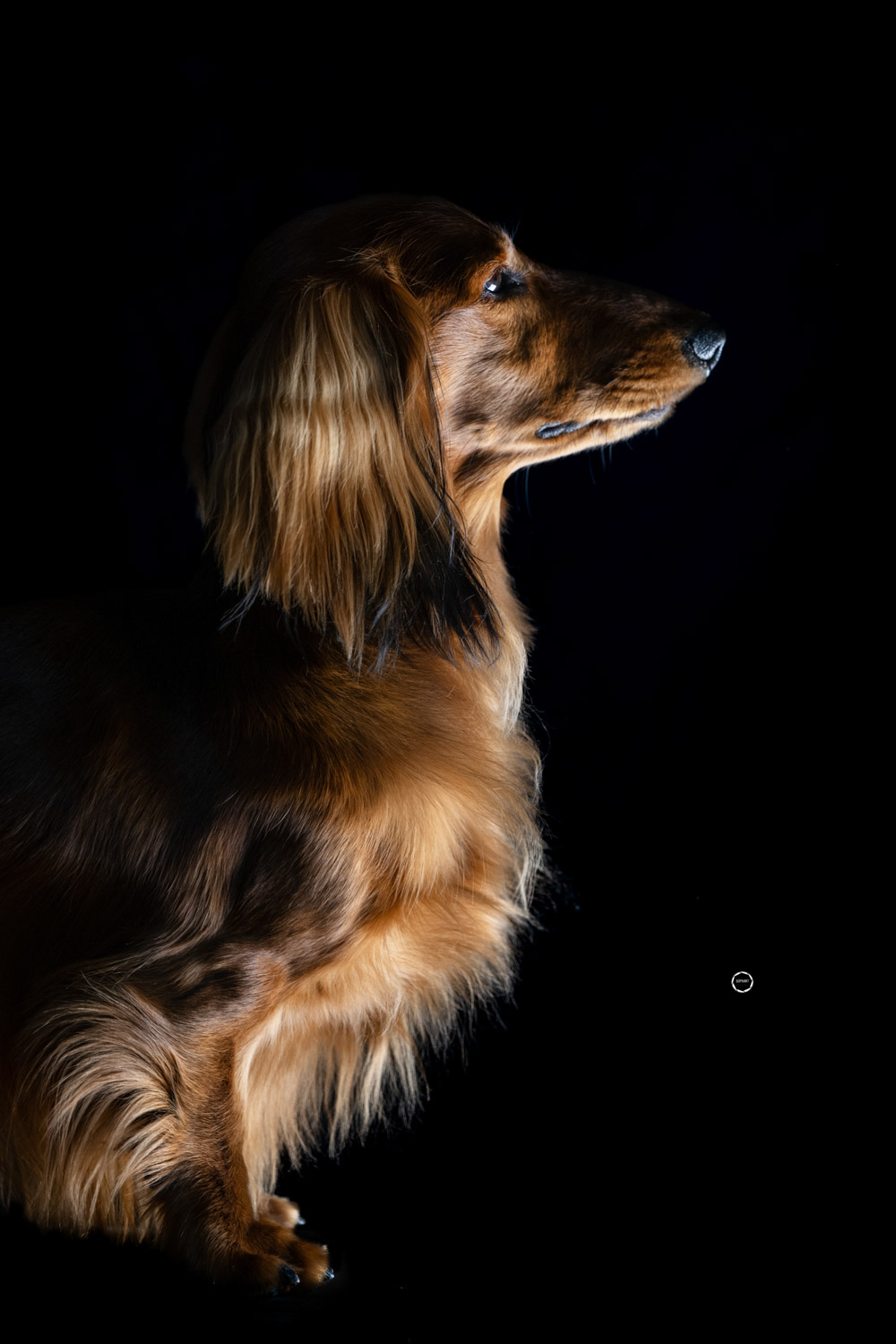 Sophart Photography Hunde Fotografie im Studio