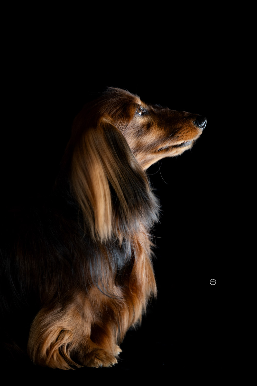 Sophart Photography Hunde Fotografie im Studio