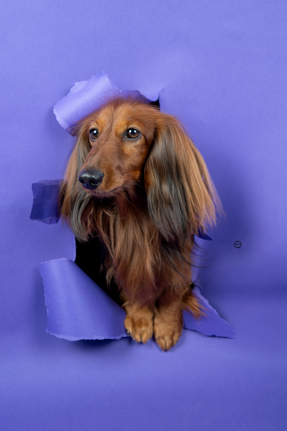 Sophart Photography Hunde Fotografie im Studio