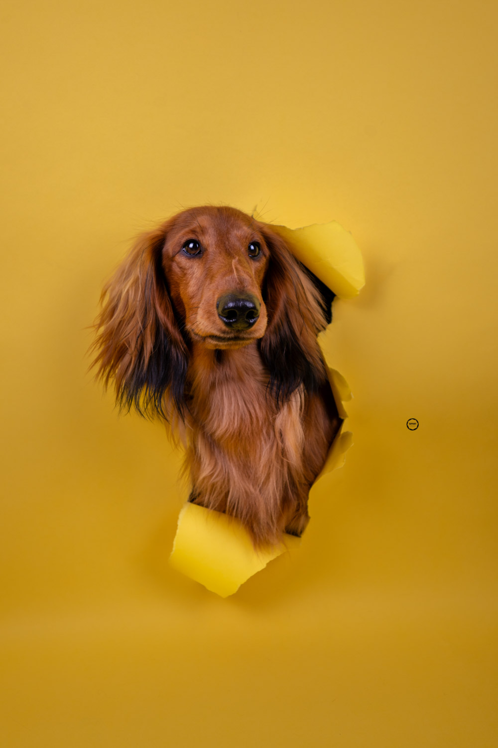 Sophart Photography Hunde Fotografie im Studio