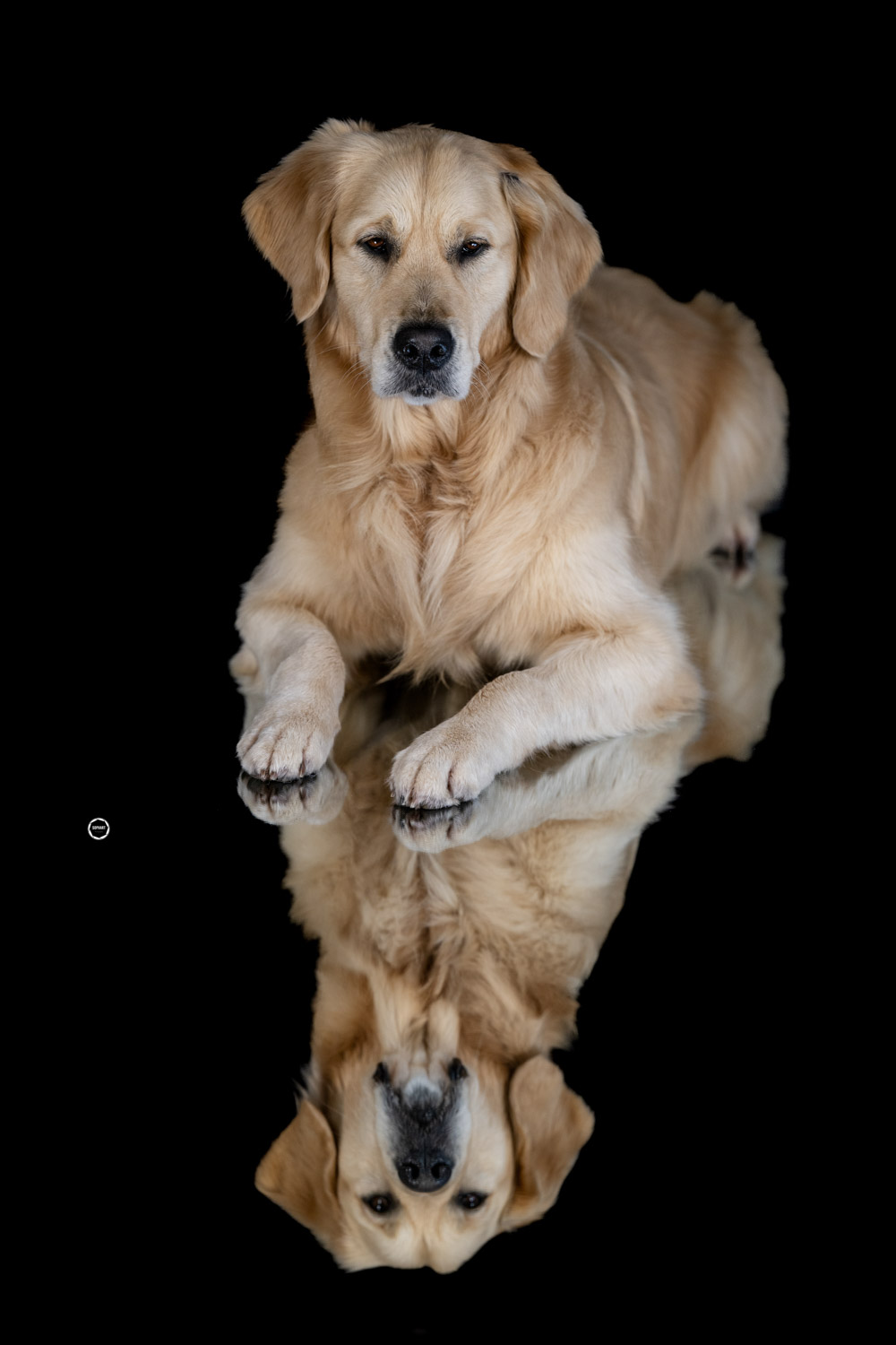 Sophart Photography Hunde Fotografie im Studio