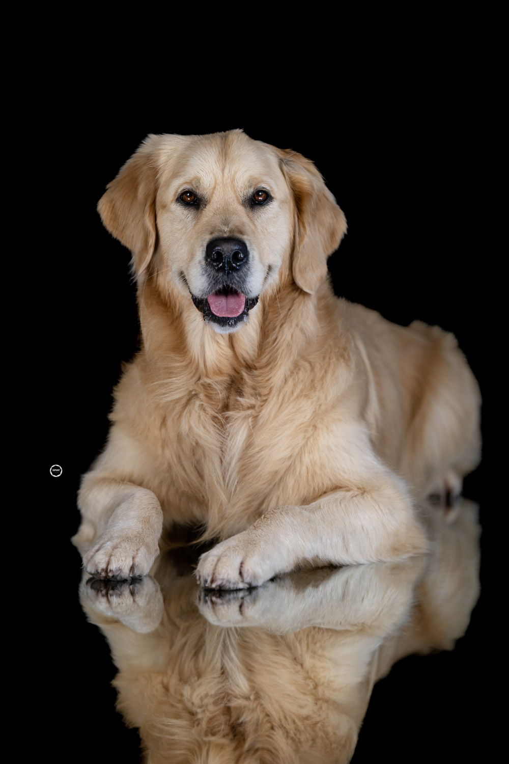 Sophart Photography Hunde Fotografie im Studio