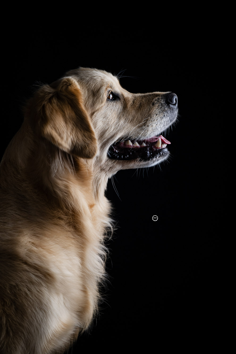 Sophart Photography Hunde Fotografie im Studio