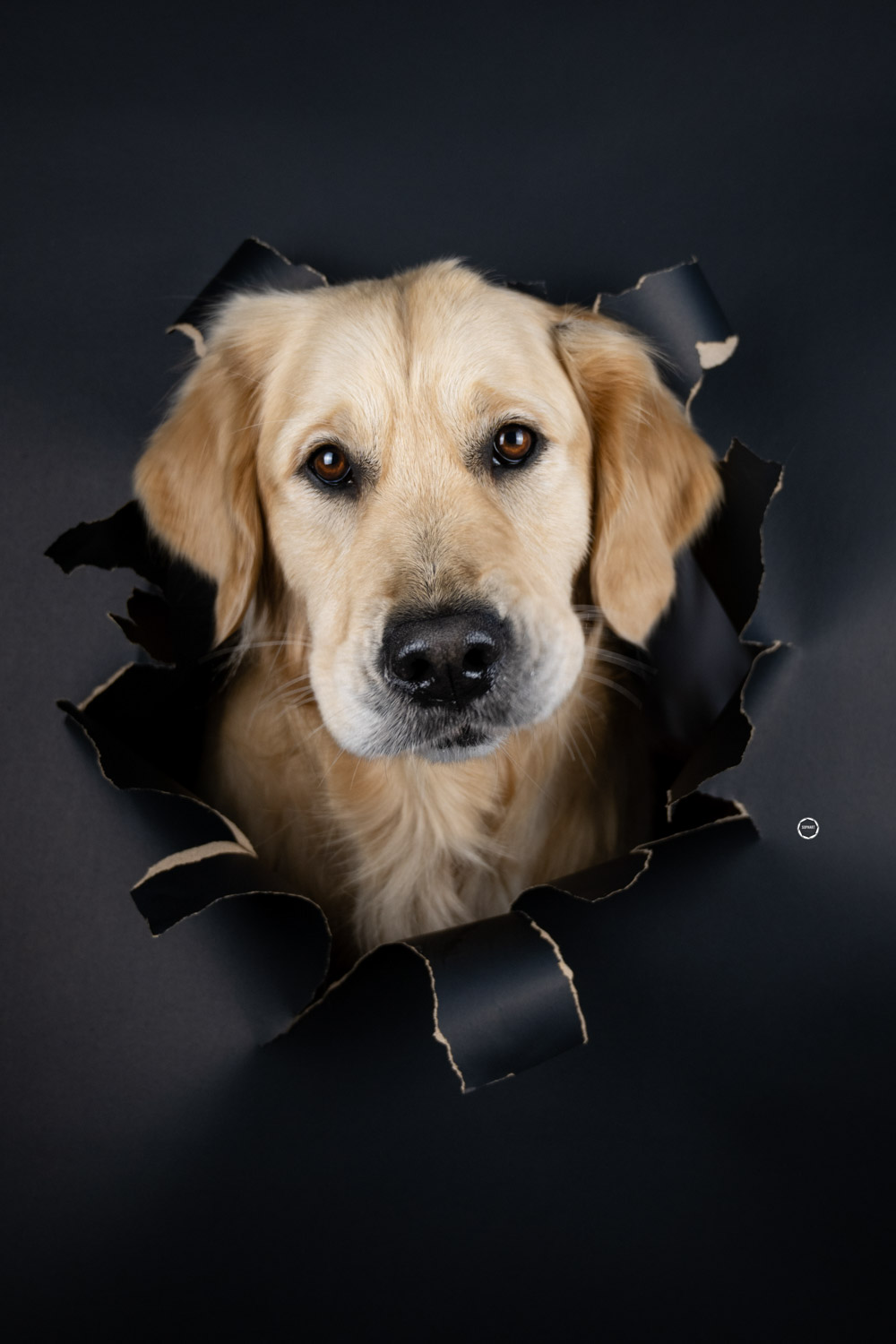 Sophart Photography Hunde Fotografie im Studio